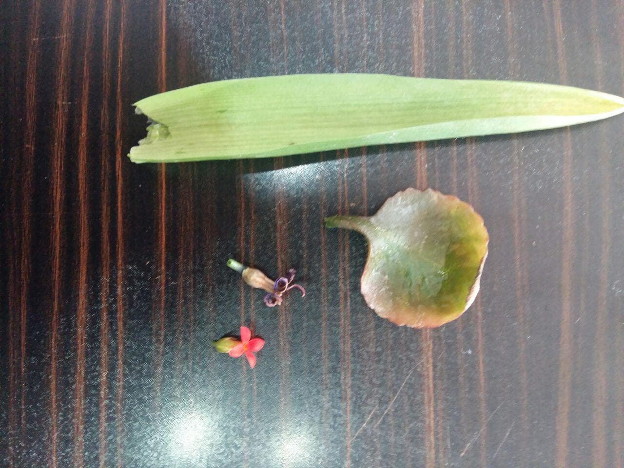 زنگ آزمایشگاه در چهارم زاگرس