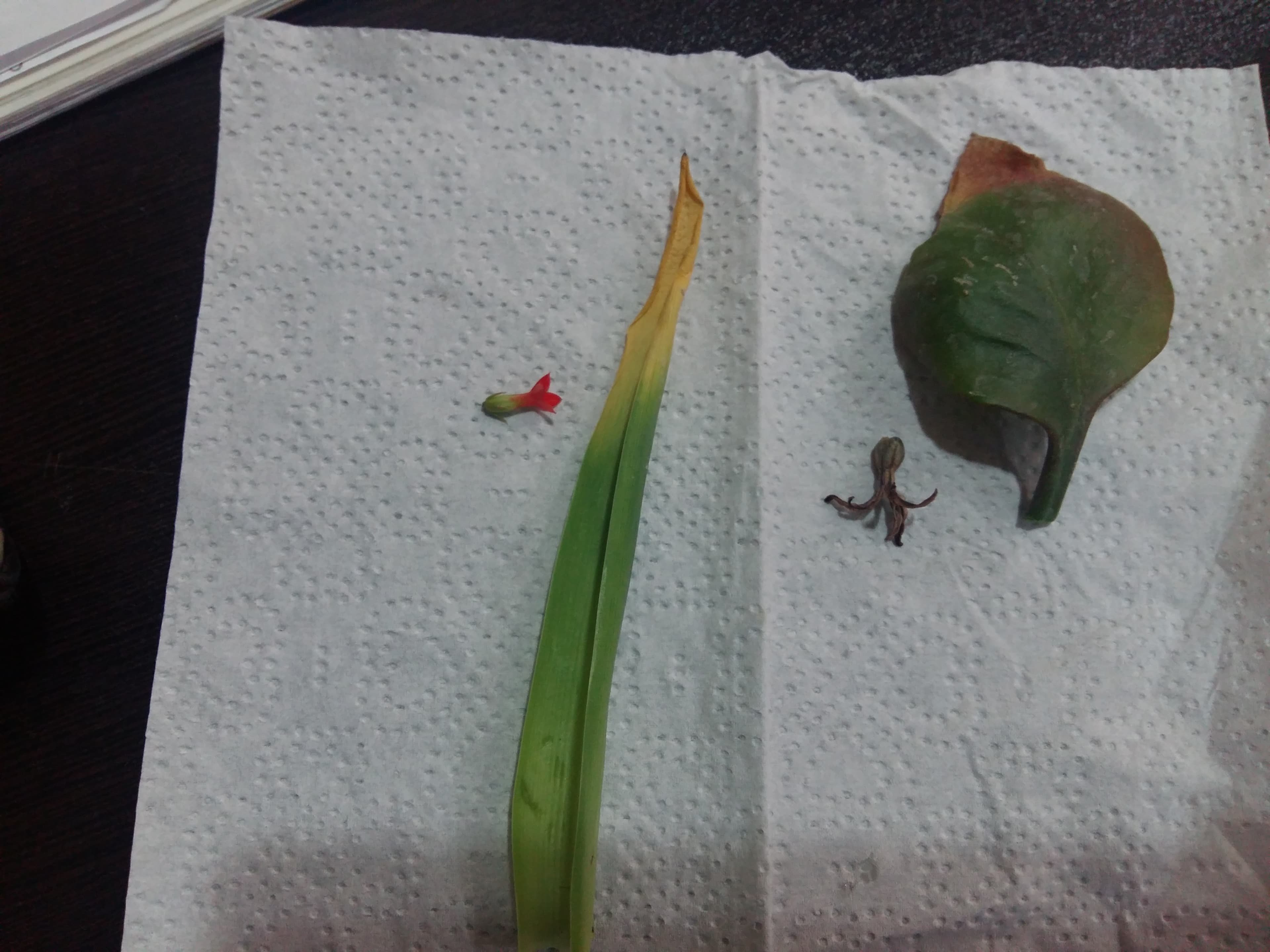 زنگ آزمایشگاه در چهارم آسمان